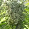 Killer A5 Haze AUSVERKAUF