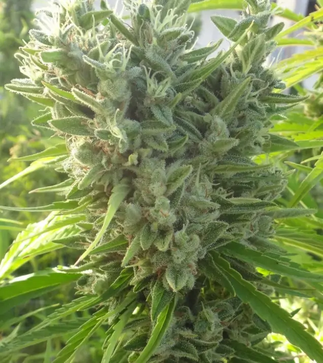 Killer A5 Haze AUSVERKAUF
