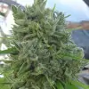 Killer A5 Haze AUSVERKAUF