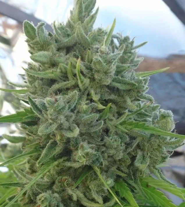 Killer A5 Haze AUSVERKAUF