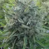 Killer A5 Haze AUSVERKAUF