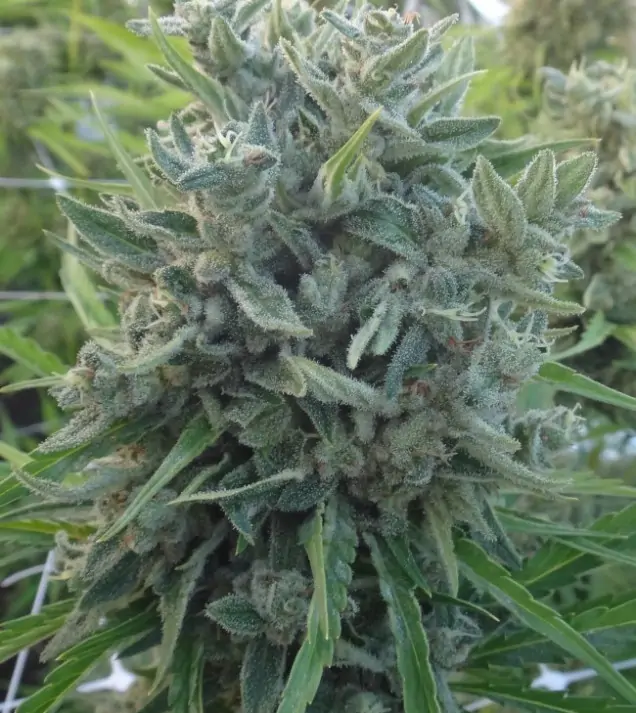 Killer A5 Haze AUSVERKAUF