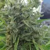 Killer A5 Haze AUSVERKAUF