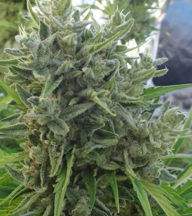 Killer A5 Haze AUSVERKAUF
