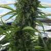 Killer A5 Haze AUSVERKAUF