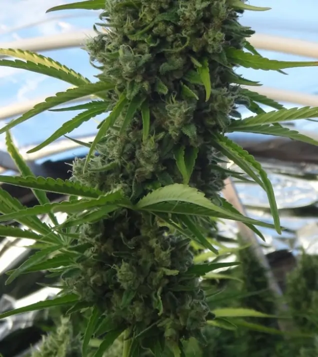 Killer A5 Haze AUSVERKAUF