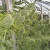 Killer A5 Haze AUSVERKAUF