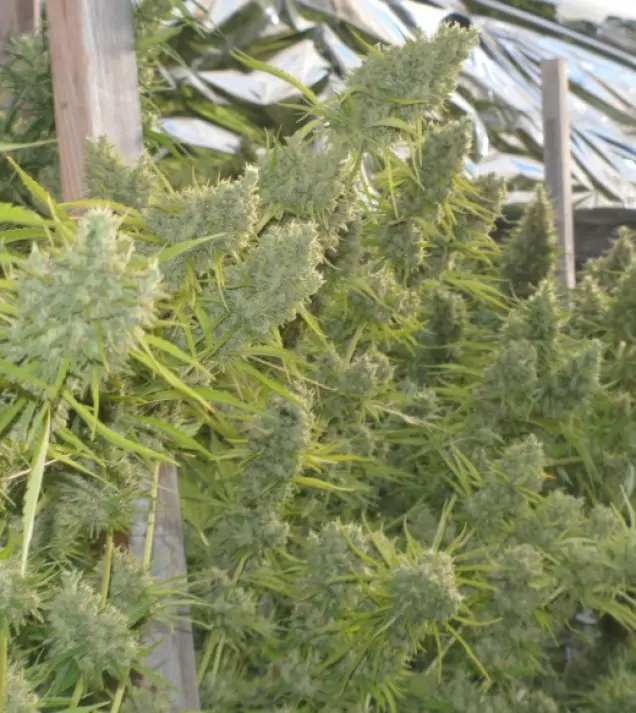 Killer A5 Haze AUSVERKAUF