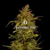 Tropicanna Glue AUSVERKAUF
