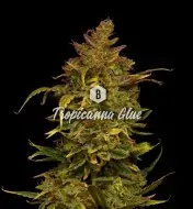 Tropicanna Glue AUSVERKAUF