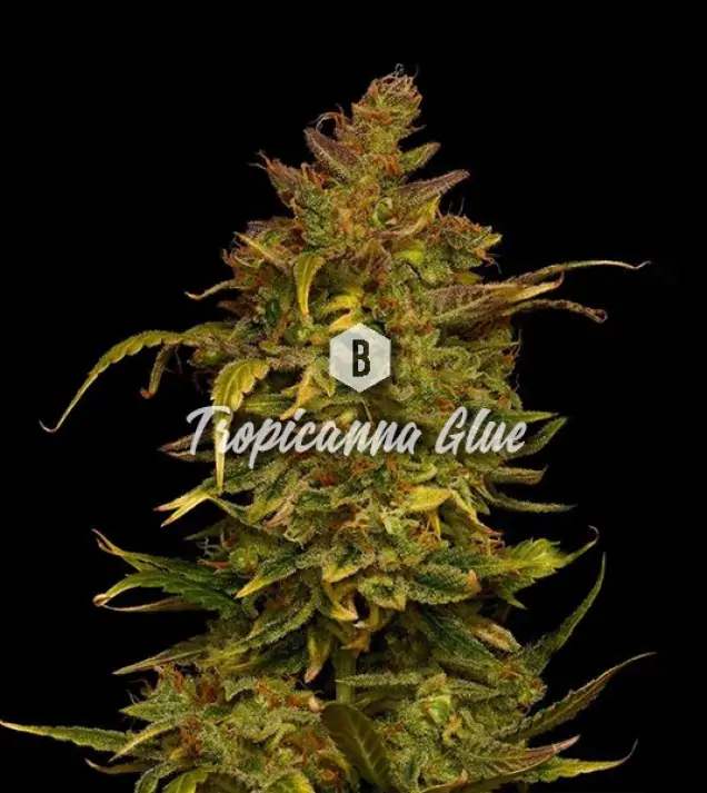 Tropicanna Glue AUSVERKAUF