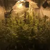 Tropicanna Glue AUSVERKAUF
