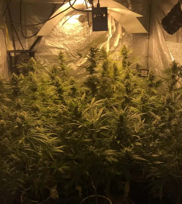 Tropicanna Glue AUSVERKAUF