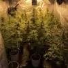 Tropicanna Glue AUSVERKAUF