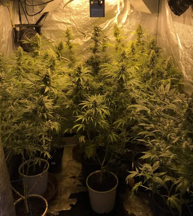 Tropicanna Glue AUSVERKAUF