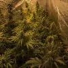 Tropicanna Glue AUSVERKAUF