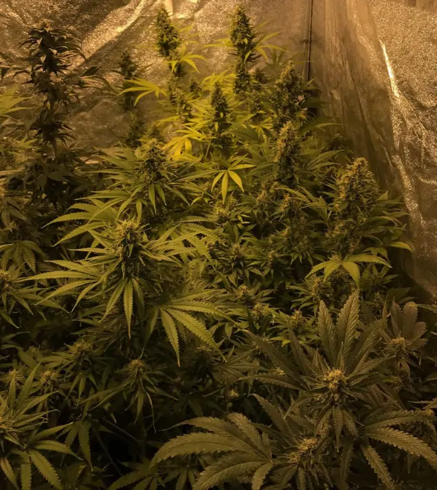 Tropicanna Glue AUSVERKAUF