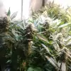 Tropicanna Glue AUSVERKAUF
