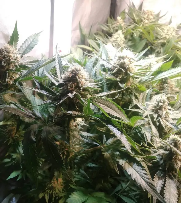 Tropicanna Glue AUSVERKAUF