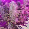 Tropicanna Glue AUSVERKAUF