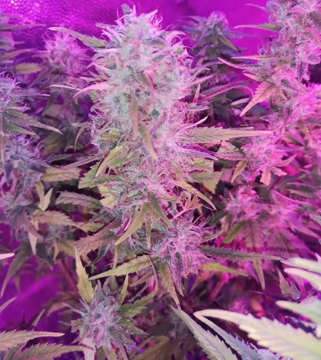Tropicanna Glue AUSVERKAUF