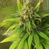 Tropicanna Glue AUSVERKAUF