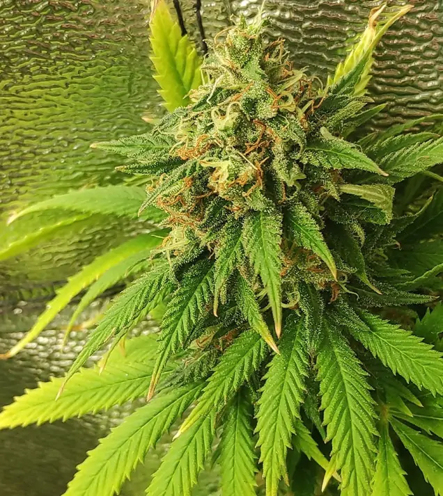Tropicanna Glue AUSVERKAUF