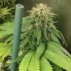Tropicanna Glue AUSVERKAUF