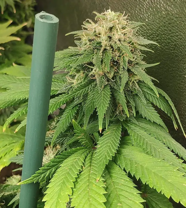 Tropicanna Glue AUSVERKAUF