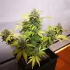 Tropicanna Glue AUSVERKAUF
