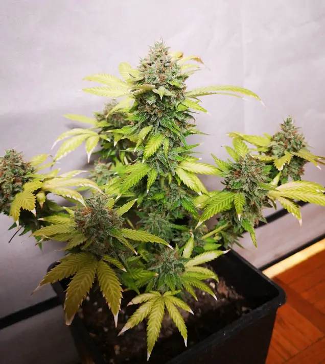 Tropicanna Glue AUSVERKAUF