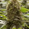 Amnesia OG AUSVERKAUF