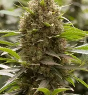 Amnesia OG AUSVERKAUF