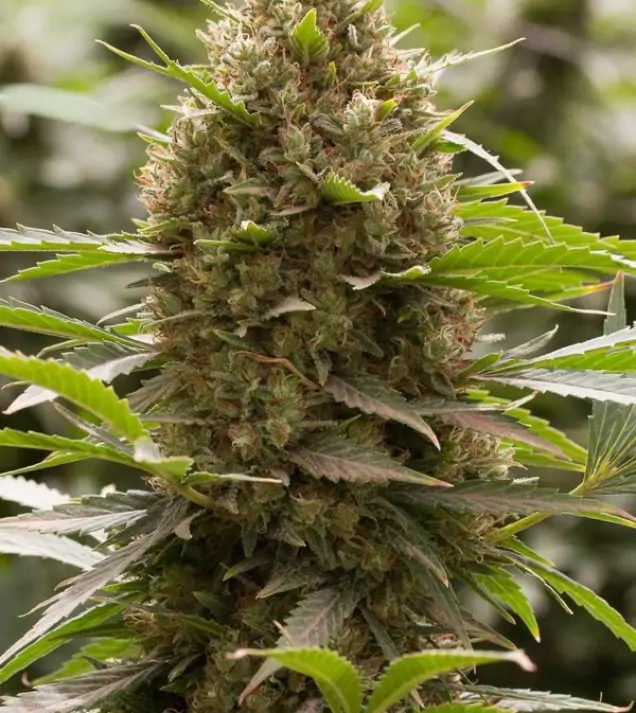 Amnesia OG AUSVERKAUF
