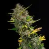 Outdoor Blue Shaman AUSVERKAUF