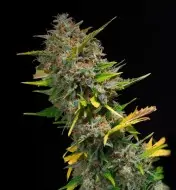Outdoor Blue Shaman AUSVERKAUF
