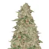 Zkittle AUSVERKAUF