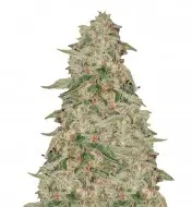 Zkittle AUSVERKAUF