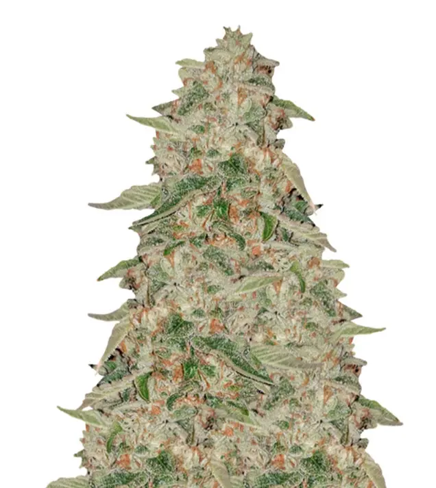 Zkittle AUSVERKAUF