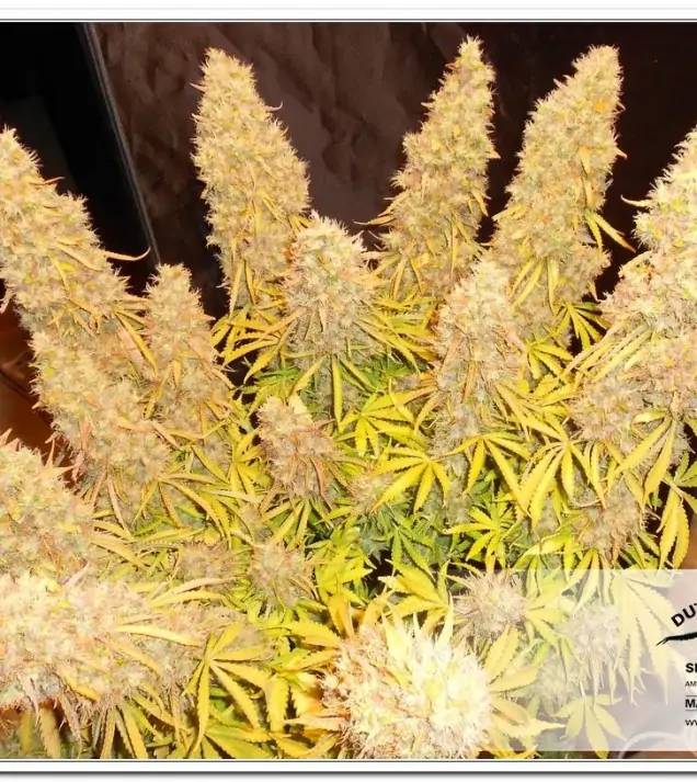 Think Different Auto AUSVERKAUF