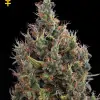 Big Bang Autoflowering AUSVERKAUF