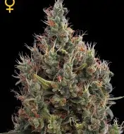 Big Bang Autoflowering AUSVERKAUF