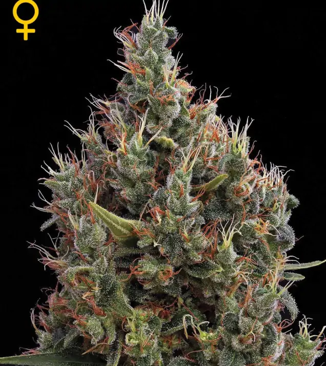 Big Bang Autoflowering AUSVERKAUF