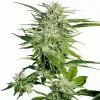 Big Bud AUSVERKAUF