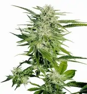 Big Bud AUSVERKAUF
