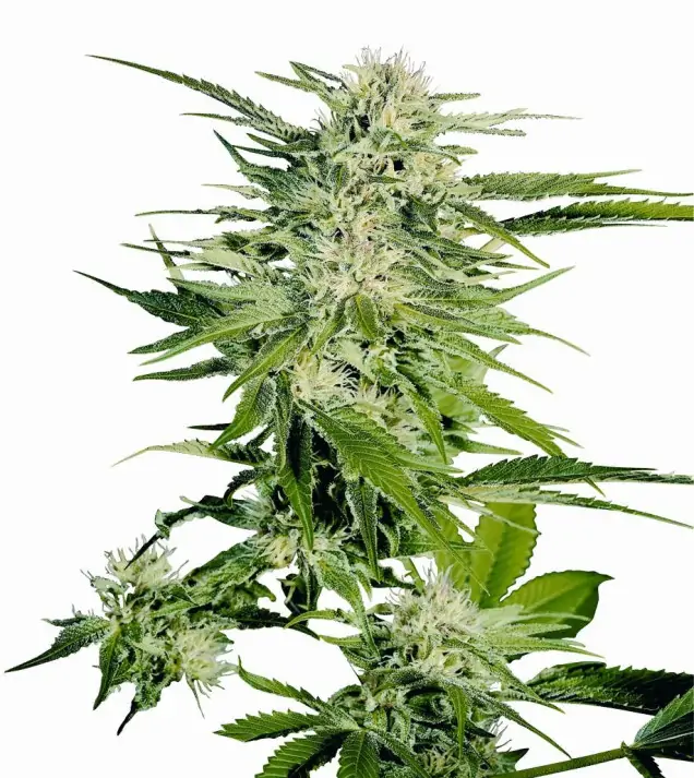 Big Bud AUSVERKAUF