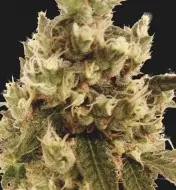Mr. Gorilla Cream AUSVERKAUF