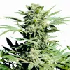 Shiva Skunk AUSVERKAUF