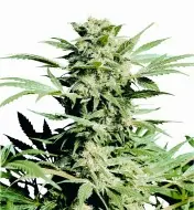 Shiva Skunk AUSVERKAUF