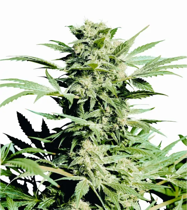Shiva Skunk AUSVERKAUF